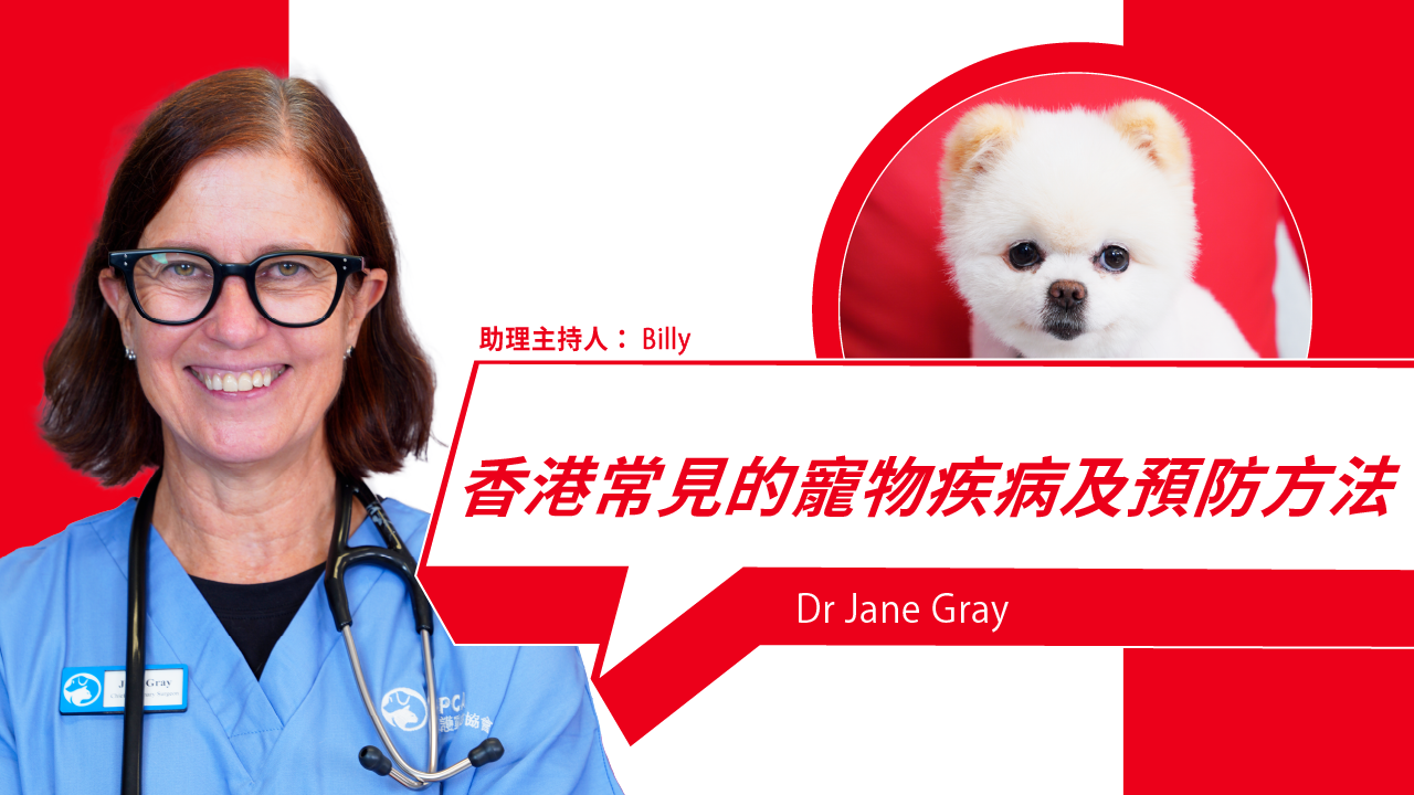 Common Pet Diseases in Hong Kong and How to Prevent Them